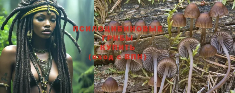 наркошоп  Уяр  МЕГА ссылка  Галлюциногенные грибы Psilocybe 